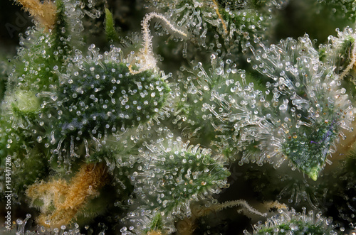 Cannabis bud macro (green crack marijuana strain) with visible hairs and trichomes