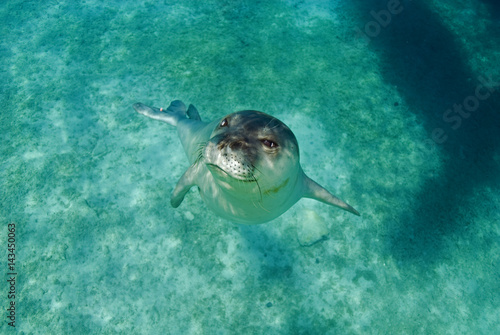 Diving picture of Mediterranean monk seal, Gokova Bay Turkey.