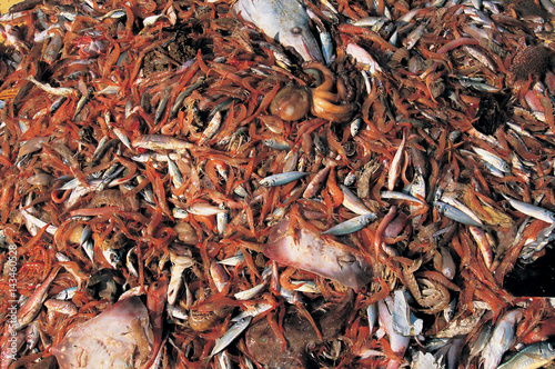 Trawling is the most wasteful fishing method in the world. By catch ratio goes up to 1:9 ratio.