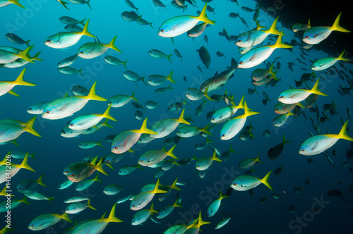 Yellowtail fusilier, Caesio cuning, Raja Ampat Indonesia