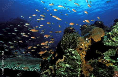 Reef scenic, Bali Indonesia.
