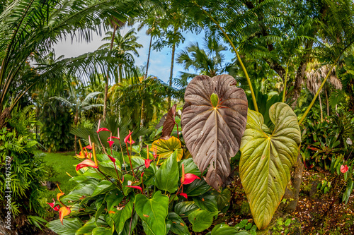 Anthurium flowers and tropical plants in the Hawaiian rainforest with blue sky