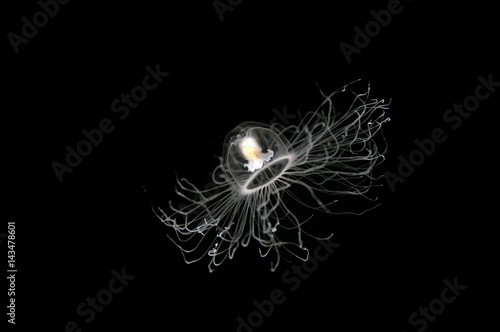 Immortal jellyfish, Turritopsis nutricula, Sarıgerme Turkey