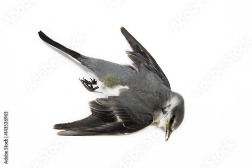 Dead bird background in nature, isolated dead bird on white.