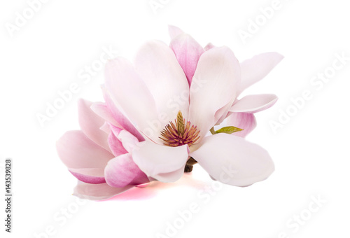 The pink magnolia flowers