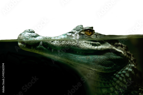 crocodile alligator close up