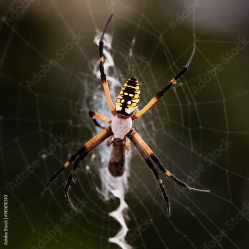 Spider in web feeding