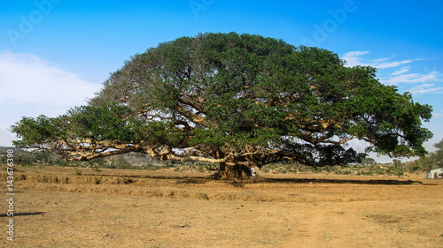 The Heroic Ficus Daaro Sycamore at Segheneyti, symbol of Eritrea