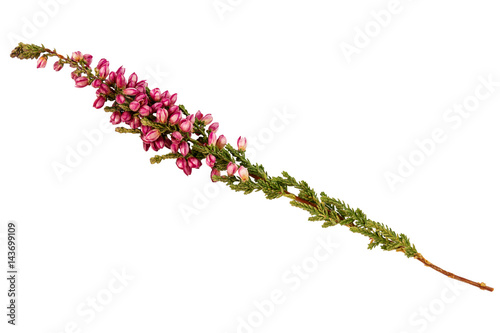 Common heather Calluna vulgaris twig