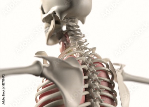 Anatomy body human. Spine, neck and shoulder. Skeletal system. 3d illustration.