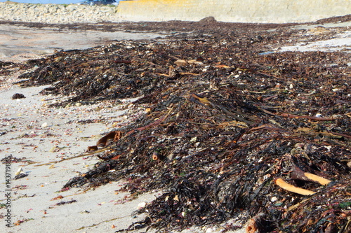 Laisse de mer sur une plage bretonne 