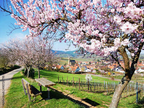 Blossoming Trees