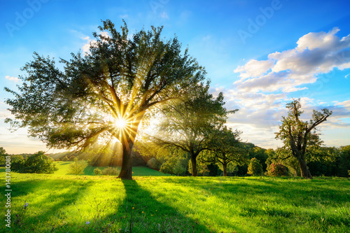 The sun shining through a tree on a green meadow, a vibrant rural landscape with blue sky before sunset