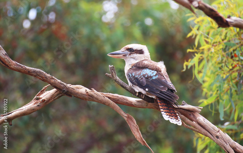 Kookaburra