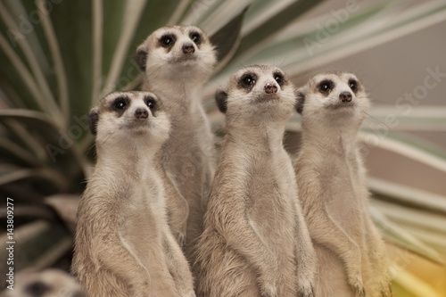 Suricate or meerkat (Suricata suricatta) standing on guard.