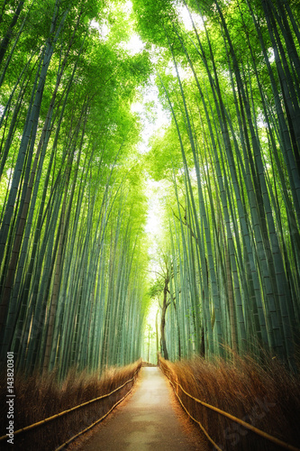 Pathway through the bamboo grove Kyoto