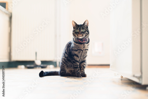 Adorable tabby cat sitting on kitchen floor staring at camera.