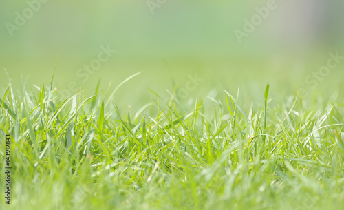 Defocused grass on field