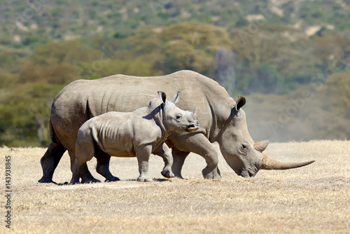 African white rhino