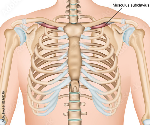 Musculus subclavius medical vector illustration
