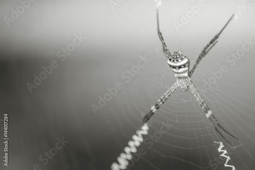Closeup spider on cobweb in black and white tone with copy space