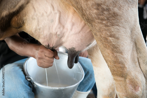 Farmer worker hand milking cow in cow milk farm.