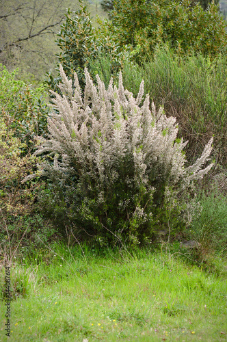 Erica arborea - flowering