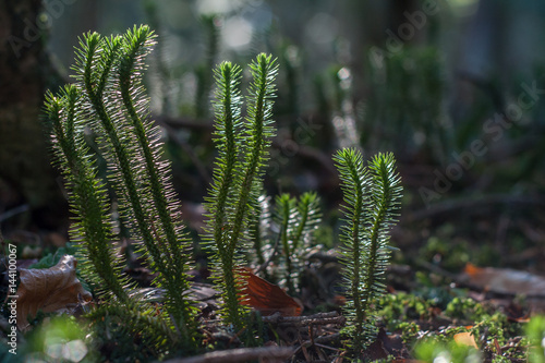 Lycopodium clavatum