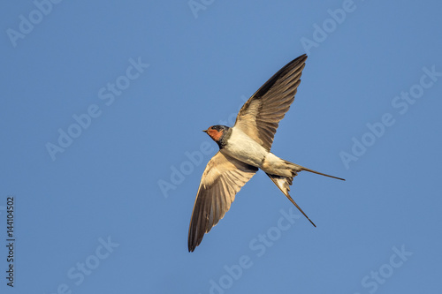 Swallow in flight over blue sky