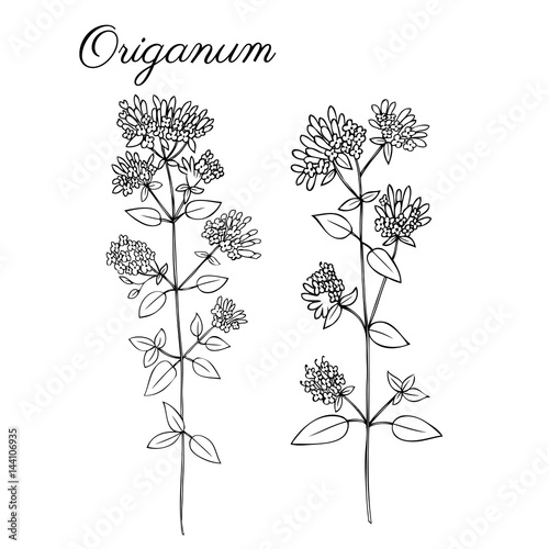 Blossoming oregano flowers vector ink doodle sketch hand drawn healing herb isolated on white, vintage botanical illustration, Collection herb for cards, cosmetic, medicine