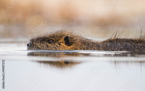 Nutria