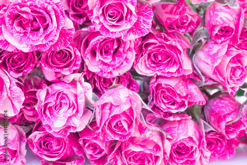 Two-Tone Pink Roses.