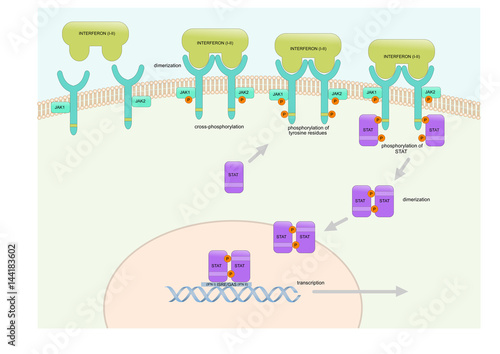 the interferon pathway inside the cell