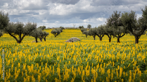 Olive Trees in a field of yellow Lupine flowers (Lupinus luteus) against cloudy sky in Alentejo, Portugal