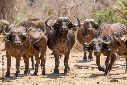 Buffalo in NP Lower Zambezi - Zambia