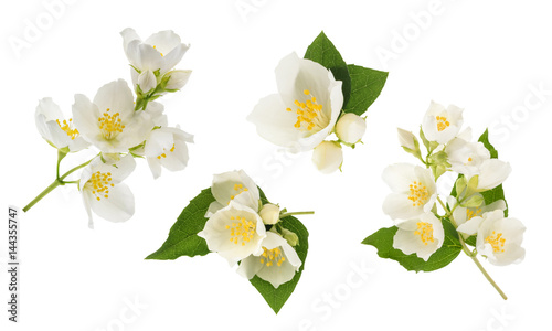 Jasmine flower isolated on white. without shadow
