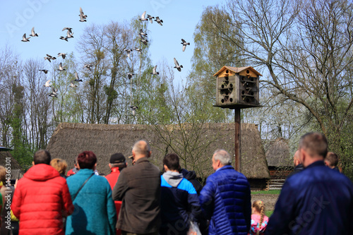 Gołębie latają nad ludźmi i gołębnikiem w Opolskim skansenie.