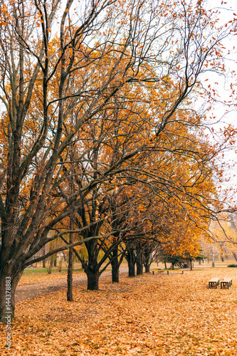 Yellow autumn leaves on an oak tree. Zaporozhye, park Oak Grove, Ukraine.