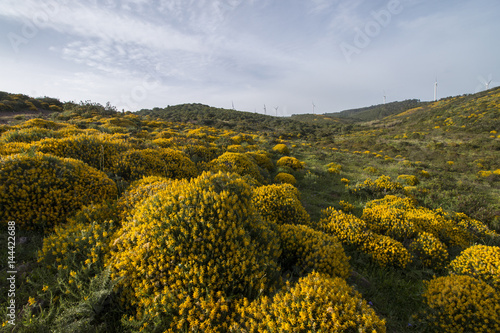 Landscape with ulex densus shrubs.