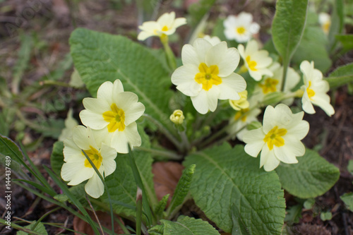 Blooming yellow primrose flowers macro closeup Primula vulgaris blossoms primrose flower in park