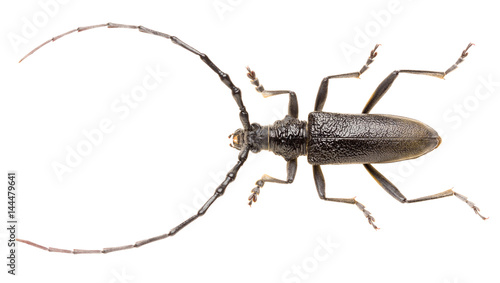 Capricorn beetle Cerambyx scopolii isolated on white background, dorsal view of long-horned beetle.