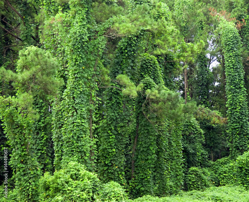 Kudzu