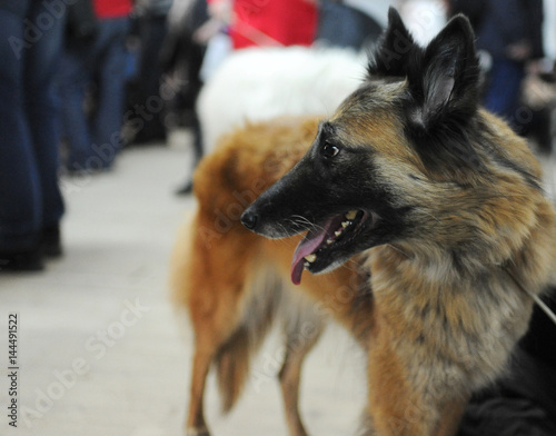 Belgian Shepherd at dog show, Moscow..