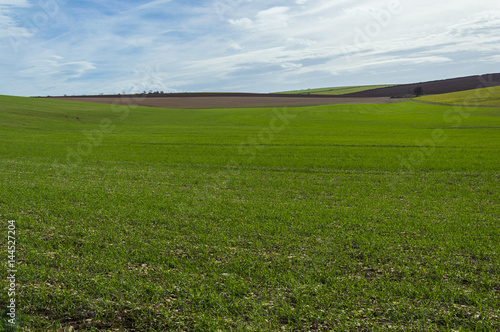 Campo di grano, Murgia, Puglia