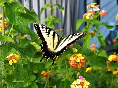 Tiger Swallowtail on Lantana