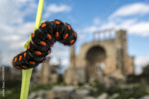 Catterpillar and okuzlu ruins