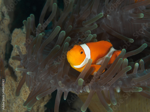 Amphiprion Ocellaris Clownfish In Marine