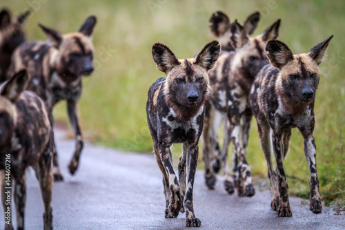 African wild dogs walking towards the camera.