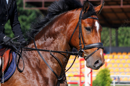 Portrait of brown sport horse during jumping show