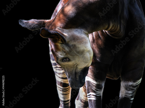 Okapi